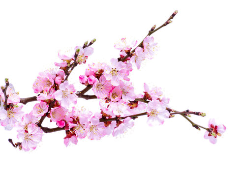 Spring flowering with apricot branch