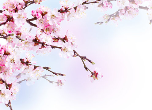 Spring flowering with apricot branch on colorful blurred backgro