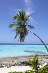 Palmen-Strand im Urlaubsparadies Malediven