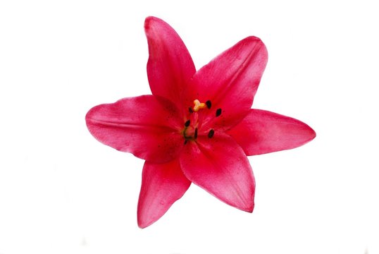 Maroon Lily Flower Isolated Over a White Background