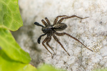 Black Spider
