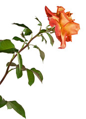 Fototapeta premium rose isolated on white background