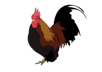 chicken vector illustration