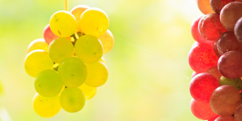 Grapes