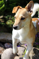 Jack Russel Terrier spielt im Freien