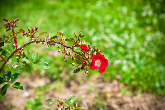beautiful red rose blooms outdoors