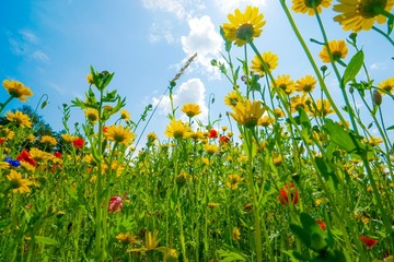 Blumenwiese im Sonnenschein, von unten