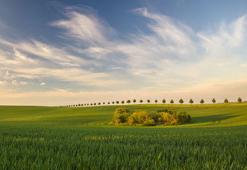 Lato na polu w Niemczech © Mike Mareen