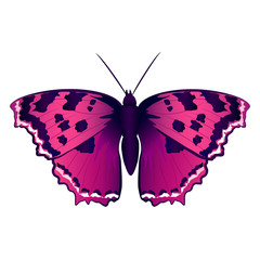 butterflies design