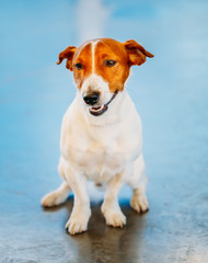 Dog jack russel terrier