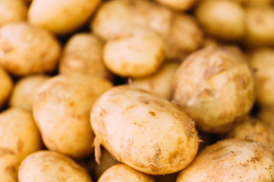 Fresh organic young raw potatoes for selling at vegetable market