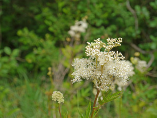 Mädesüß - Filipendula ulmaria