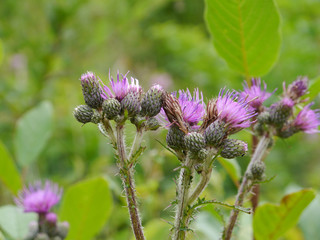 Bl&uuml;tenstand Sumpf-Kratzdistel - Cirsium palustre