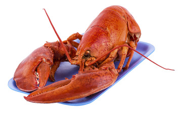 Cooked lobster