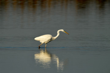 Airone Bianco