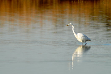 Airone Bianco