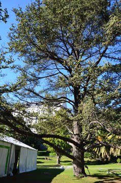 Parc de Valrose, Nice