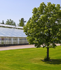Tree and glasshouse