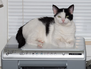 the cat in black and white patches lounging on his favorite printer