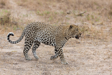 Big male leopard walking in nature to mark his territory