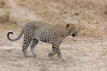 Foto op Canvas Big male leopard walking in nature to mark his territory © Alta Oosthuizen