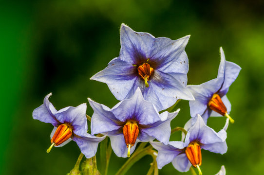 Kartoffelbl&uuml;ten