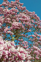 Tulpenbaum © M. Schuppich