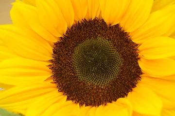 Poster Im Rahmen Sonnenblume mit schönem Herzen © trinetuzun
