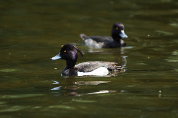 Tufted Duck, Aythya fuligula