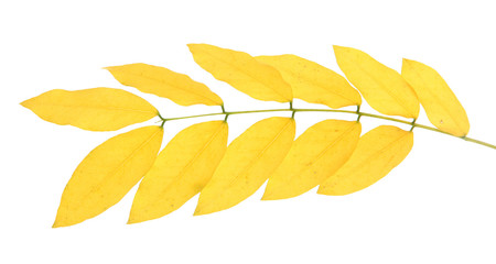 Naklejka na ściany i meble bright autumn leaves, isolated on white