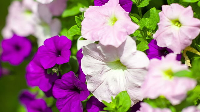Pink and purple petunias in park