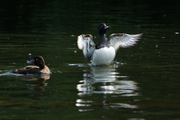 Tufted Duck, Aythya fuligula