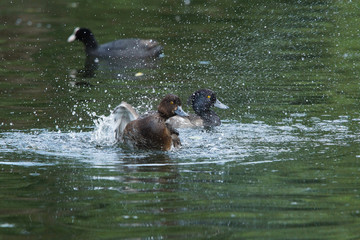 Tufted Duck, Aythya fuligula