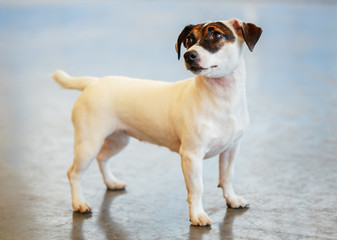 Dog jack russel terrier