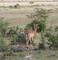 Gazelle de Grant de dos