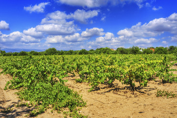 Fototapeta na wymiar vineyard with ripe grapes in Catalonia, Spain