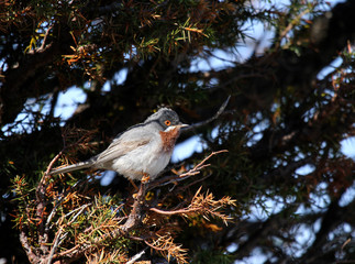 fauvette passerinette