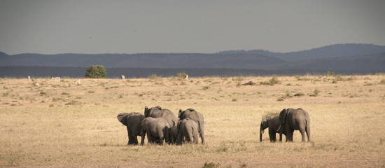 Obraz premium Famille éléphants de dos
