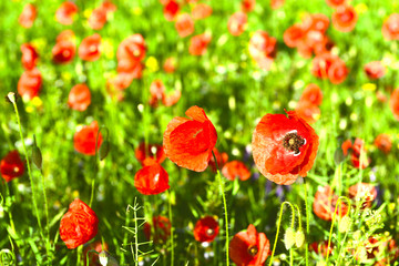 Poppy flowers outdoors
