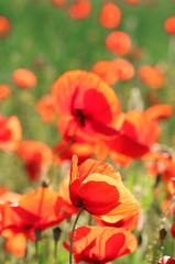 Fototapeta na wymiar Meadow with beautiful bright red poppy flowers in spring