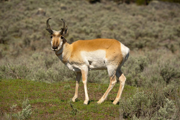 Naklejka na ściany i meble Male Pronghorn Antelope stares at camera