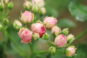 Beautiful roses on green bush