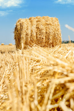 Hay