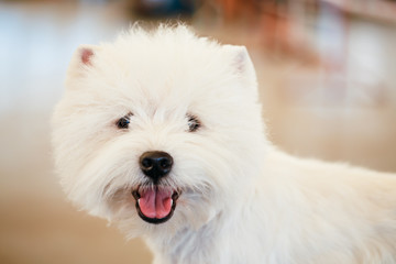 West Highland White Terrier dog