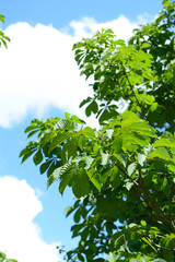 Beautiful spring leaves on tree outdoors
