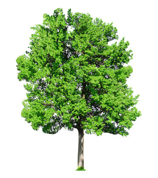 Fototapeta Single big old tree isolated on white