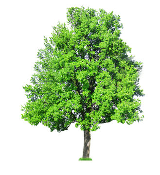 Fototapeta Single big old tree isolated on white