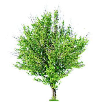 Fototapeta Single big old tree isolated on white