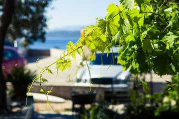 Grapes © fototc