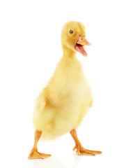 Little cute duckling isolated on white